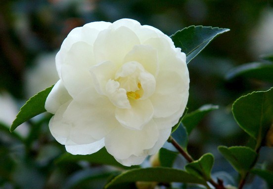 优德88